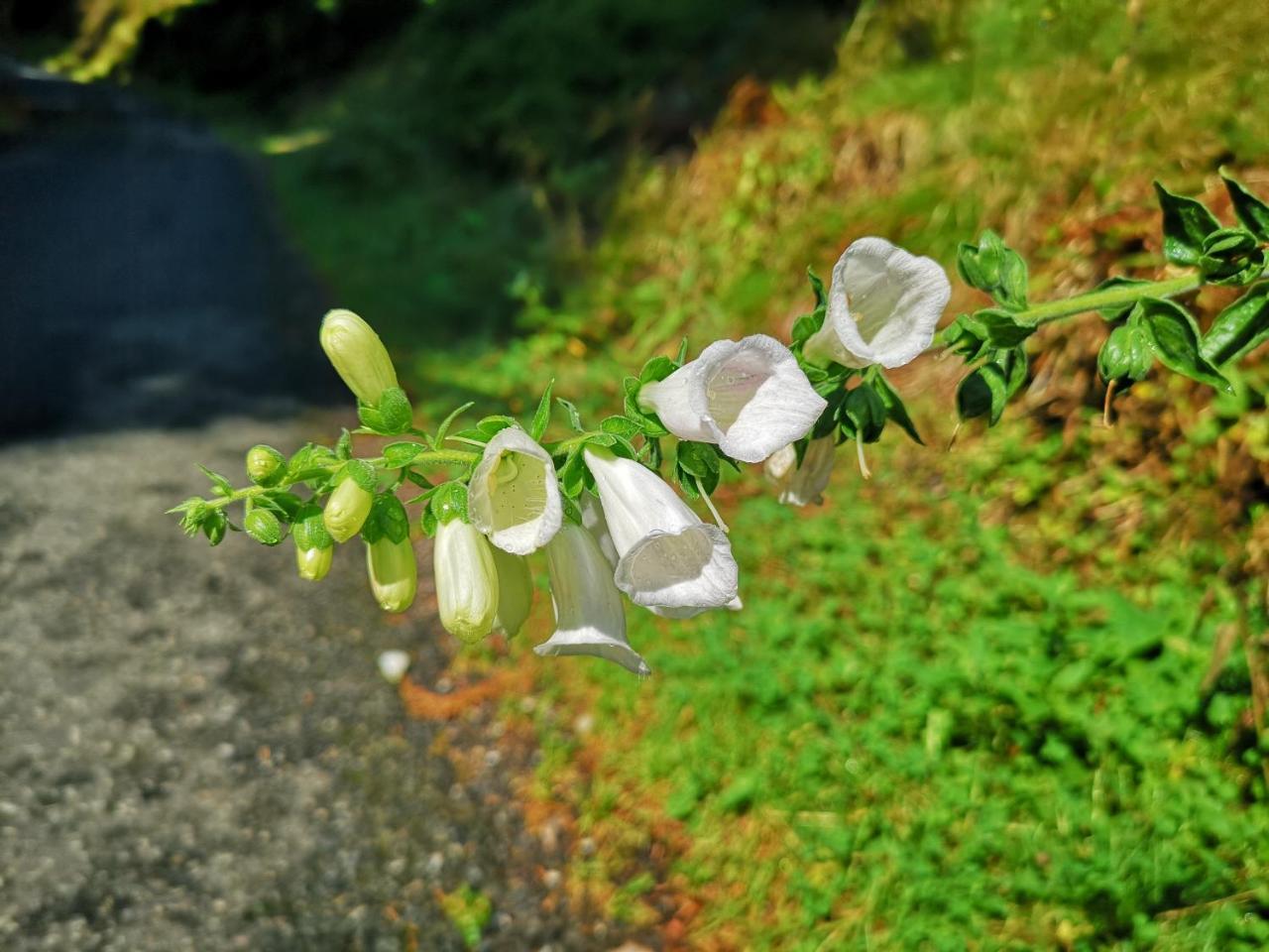 Penzion Lesni Pramen เปซ โปด ซนีชโกว์ ภายนอก รูปภาพ